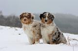 BERGER AUSTRALIEN PUPPIES 429